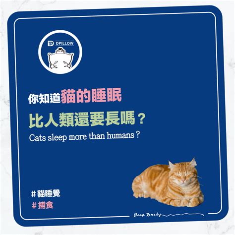 貓睡眠時間